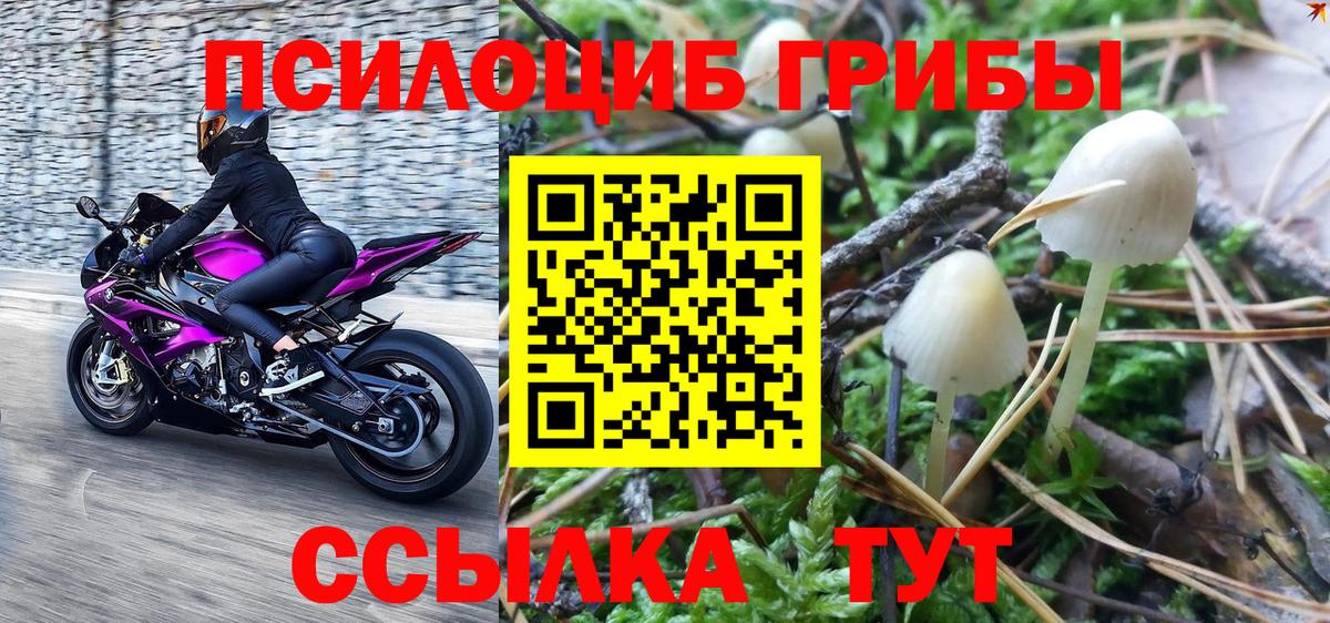 Псилоцибиновые грибы GOLDEN TEACHER Абакан